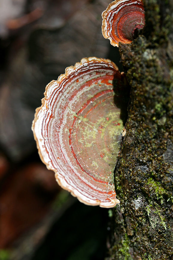 Stereum lobatum Growing on a fallen hardwood branch in a dense mixed forest.<br />
<figure class="photo"><a href="https://www.jungledragon.com/image/73760/stereum_lobatum.html" title="Stereum lobatum"><img src="https://s3.amazonaws.com/media.jungledragon.com/images/3231/73760_thumb.JPG?AWSAccessKeyId=05GMT0V3GWVNE7GGM1R2&Expires=1759968010&Signature=dZbSDBScCWrptoXwrl1uIBSpuEc%3D" width="102" height="152" alt="Stereum lobatum Growing on a fallen hardwood branch in a dense mixed forest.<br />
https://www.jungledragon.com/image/73759/false_turkeytail_stereum_ostrea.html False turkey-tail,Geotagged,Spring,Stereum lobatum,Stereum ostrea,United States" /></a></figure> False turkey-tail,Geotagged,Spring,Stereum lobatum,Stereum ostrea,United States