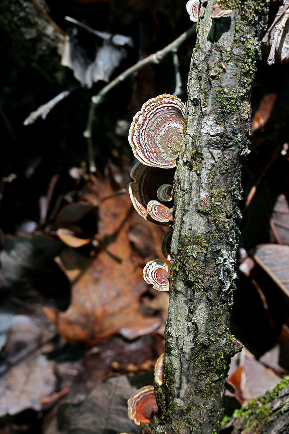 Stereum lobatum Growing on a fallen hardwood branch in a dense mixed forest.<br />
<figure class="photo"><a href="https://www.jungledragon.com/image/73759/stereum_lobatum.html" title="Stereum lobatum"><img src="https://s3.amazonaws.com/media.jungledragon.com/images/3231/73759_thumb.JPG?AWSAccessKeyId=05GMT0V3GWVNE7GGM1R2&Expires=1759968010&Signature=nQbMw5XjYClY5jHoIVNEx0JQ9mM%3D" width="102" height="152" alt="Stereum lobatum Growing on a fallen hardwood branch in a dense mixed forest.<br />
https://www.jungledragon.com/image/73760/false_turkeytail_stereum_ostrea.html False turkey-tail,Geotagged,Spring,Stereum lobatum,Stereum ostrea,United States" /></a></figure> False turkey-tail,Geotagged,Spring,Stereum lobatum,Stereum ostrea,United States