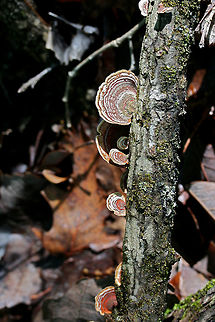 Stereum lobatum Growing on a fallen hardwood branch in a dense mixed forest.
https://www.jungledragon.com/image/73759/false_turkeytail_stereum_ostrea.html False turkey-tail,Geotagged,Spring,Stereum lobatum,Stereum ostrea,United States