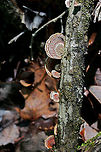 Stereum lobatum Growing on a fallen hardwood branch in a dense mixed forest.<br />
https://www.jungledragon.com/image/73759/false_turkeytail_stereum_ostrea.html False turkey-tail,Geotagged,Spring,Stereum lobatum,Stereum ostrea,United States
