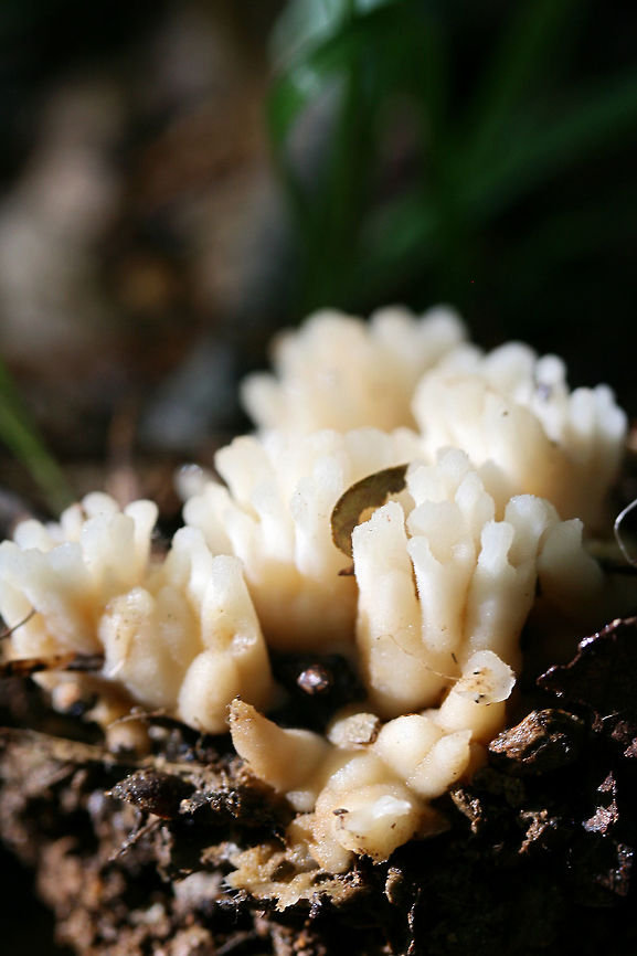 False Coral Fungus (Tremellodendron schweinitzii) A very common fungus on the forest floor. False Coral,Geotagged,Sebacina schweinitzii,Spring,United States