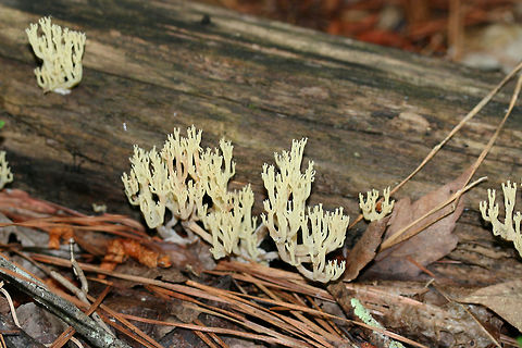 Crown Coral (Artomyces pyxidatus) Growing on highly decorticated wood in a dense mixed forest.
https://www.jungledragon.com/image/73764/crown_coral_artomyces_pyxidatus.html Artomyces pyxidatus,Crown Coral,Geotagged,Spring,United States