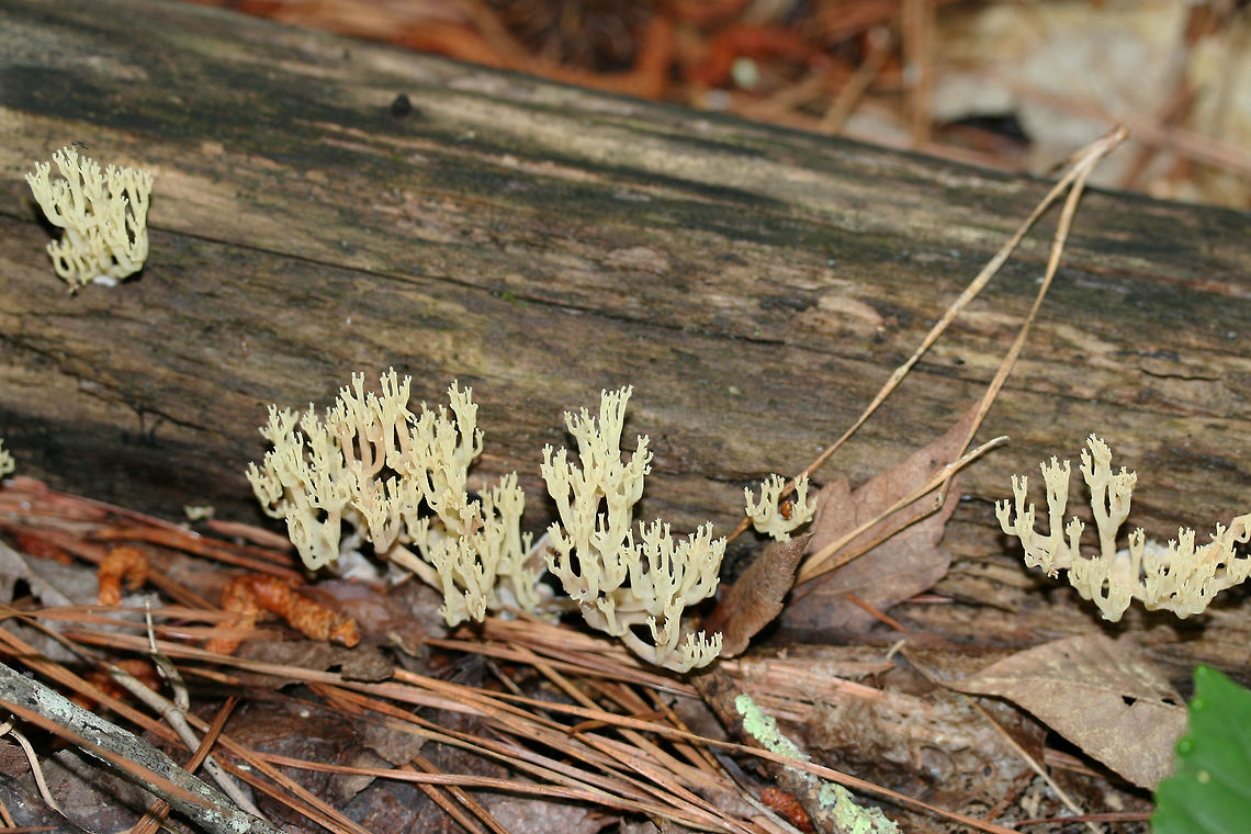Crown Coral (Artomyces pyxidatus) Growing on highly decorticated wood in a dense mixed forest.<br />
<figure class="photo"><a href="https://www.jungledragon.com/image/73763/crown_coral_artomyces_pyxidatus.html" title="Crown Coral (Artomyces pyxidatus)"><img src="https://s3.amazonaws.com/media.jungledragon.com/images/3231/73763_thumb.jpg?AWSAccessKeyId=05GMT0V3GWVNE7GGM1R2&Expires=1767225610&Signature=oakDhsAmENn8AFCSUsOQ9hA4dp0%3D" width="200" height="134" alt="Crown Coral (Artomyces pyxidatus) Growing on highly decorticated wood in a dense mixed forest.<br />
https://www.jungledragon.com/image/73764/crown_coral_artomyces_pyxidatus.html Artomyces pyxidatus,Crown Coral,Geotagged,Spring,United States" /></a></figure> Artomyces pyxidatus,Crown Coral,Geotagged,Spring,United States