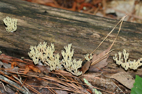 Crown Coral (Artomyces pyxidatus) Growing on highly decorticated wood in a dense mixed forest.
https://www.jungledragon.com/image/73763/crown_coral_artomyces_pyxidatus.html Artomyces pyxidatus,Crown Coral,Geotagged,Spring,United States
