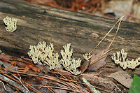 Crown Coral (Artomyces pyxidatus) Growing on highly decorticated wood in a dense mixed forest.<br />
https://www.jungledragon.com/image/73763/crown_coral_artomyces_pyxidatus.html Artomyces pyxidatus,Crown Coral,Geotagged,Spring,United States