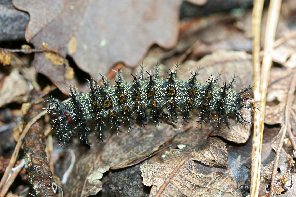 Buck Moth Larva (Hemileuca maia) Crawling in leaf litter under oaks.<br />
<br />
Sorry for the terrible quality photo! Buck moth,Geotagged,Hemileuca maia,Spring,United States