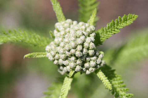Common Yarrow (Achillea millefolium) - Budding Growing in an overgrown backyard habitat. Achillea millefolium,Common yarrow,Geotagged,Spring,United States