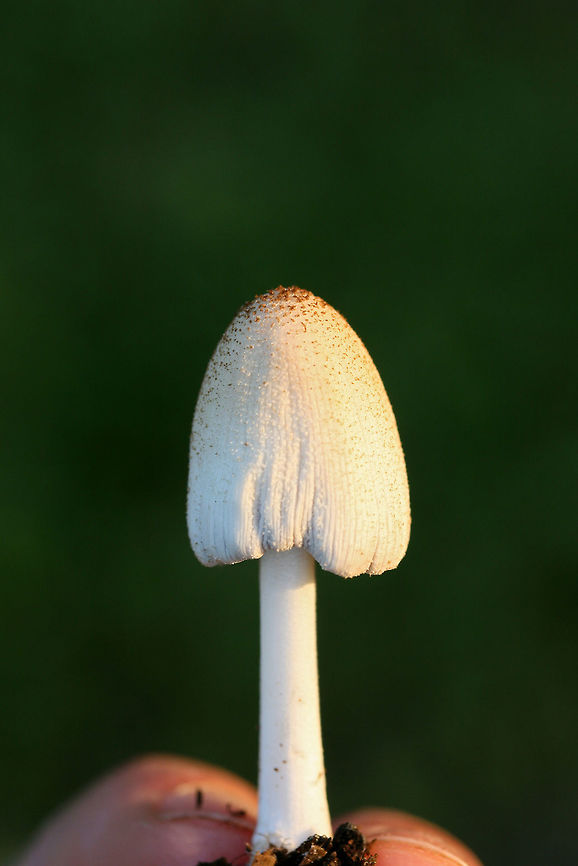 Coprinellus sect. Domestici Growing on wood chips in a residential area.<br />
<figure class="photo"><a href="https://www.jungledragon.com/image/73769/coprinellus_sect._domestici.html" title="Coprinellus sect. Domestici"><img src="https://s3.amazonaws.com/media.jungledragon.com/images/3231/73769_thumb.jpg?AWSAccessKeyId=05GMT0V3GWVNE7GGM1R2&Expires=1761782410&Signature=%2BGRwxU0VR9C9%2FepqqIu08DFnngk%3D" width="200" height="134" alt="Coprinellus sect. Domestici Growing on wood chips in a residential area. This particular mushroom was undergoing deliquescence (and has dried out a bit from the sun), a key feature of the Coprinellus genus. Deliquescence is the act of liquefaction (in this case via enzymes). This &quot;self-digestion&quot; usually occurs after spores have been released.<br />
https://www.jungledragon.com/image/737679/coprinellus_sect._domestici.html<br />
https://www.jungledragon.com/image/73768/coprinellus_sect._domestici.html Geotagged,Spring,United States" /></a></figure><br />
<figure class="photo"><a href="https://www.jungledragon.com/image/73768/coprinellus_sect._domestici.html" title="Coprinellus sect. Domestici"><img src="https://s3.amazonaws.com/media.jungledragon.com/images/3231/73768_thumb.jpg?AWSAccessKeyId=05GMT0V3GWVNE7GGM1R2&Expires=1761782410&Signature=QnYtS08DnxE8HQho1QLCfWJdgfQ%3D" width="200" height="134" alt="Coprinellus sect. Domestici Growing on wood chips in a residential area.<br />
https://www.jungledragon.com/image/73769/coprinellus_sect._domestici.html<br />
https://www.jungledragon.com/image/73767/coprinellus_sect._domestici.html Geotagged,Spring,United States" /></a></figure> Geotagged,Spring,United States
