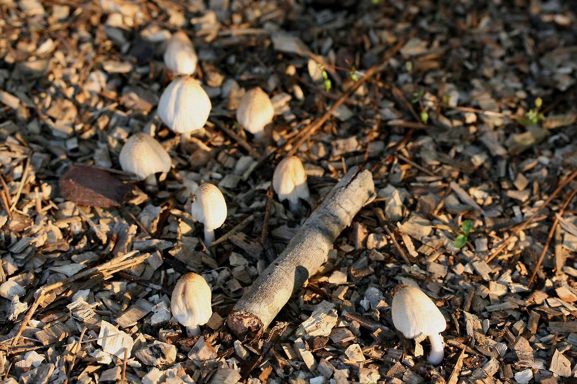Coprinellus sect. Domestici Growing on wood chips in a residential area.<br />
<figure class="photo"><a href="https://www.jungledragon.com/image/73769/coprinellus_sect._domestici.html" title="Coprinellus sect. Domestici"><img src="https://s3.amazonaws.com/media.jungledragon.com/images/3231/73769_thumb.jpg?AWSAccessKeyId=05GMT0V3GWVNE7GGM1R2&Expires=1761782410&Signature=%2BGRwxU0VR9C9%2FepqqIu08DFnngk%3D" width="200" height="134" alt="Coprinellus sect. Domestici Growing on wood chips in a residential area. This particular mushroom was undergoing deliquescence (and has dried out a bit from the sun), a key feature of the Coprinellus genus. Deliquescence is the act of liquefaction (in this case via enzymes). This &quot;self-digestion&quot; usually occurs after spores have been released.<br />
https://www.jungledragon.com/image/737679/coprinellus_sect._domestici.html<br />
https://www.jungledragon.com/image/73768/coprinellus_sect._domestici.html Geotagged,Spring,United States" /></a></figure><br />
<figure class="photo"><a href="https://www.jungledragon.com/image/73767/coprinellus_sect._domestici.html" title="Coprinellus sect. Domestici"><img src="https://s3.amazonaws.com/media.jungledragon.com/images/3231/73767_thumb.jpg?AWSAccessKeyId=05GMT0V3GWVNE7GGM1R2&Expires=1761782410&Signature=uZfqadD%2FCAZSVBrwDnPe0tLmiqs%3D" width="102" height="152" alt="Coprinellus sect. Domestici Growing on wood chips in a residential area.<br />
https://www.jungledragon.com/image/73769/coprinellus_sect._domestici.html<br />
https://www.jungledragon.com/image/73768/coprinellus_sect._domestici.html Geotagged,Spring,United States" /></a></figure> Geotagged,Spring,United States