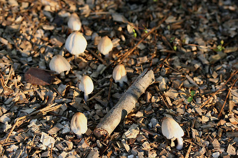 Coprinellus sect. Domestici Growing on wood chips in a residential area.
https://www.jungledragon.com/image/73769/coprinellus_sect._domestici.html
https://www.jungledragon.com/image/73767/coprinellus_sect._domestici.html Geotagged,Spring,United States