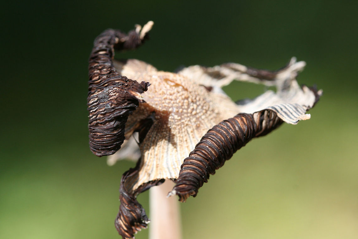 Coprinellus sect. Domestici Growing on wood chips in a residential area. This particular mushroom was undergoing deliquescence (and has dried out a bit from the sun), a key feature of the Coprinellus genus. Deliquescence is the act of liquefaction (in this case via enzymes). This &quot;self-digestion&quot; usually occurs after spores have been released.<br />
<a href="https://www.jungledragon.com/image/737679/coprinellus_sect._domestici.html" rel="nofollow">https://www.jungledragon.com/image/737679/coprinellus_sect._domestici.html</a><br />
<figure class="photo"><a href="https://www.jungledragon.com/image/73768/coprinellus_sect._domestici.html" title="Coprinellus sect. Domestici"><img src="https://s3.amazonaws.com/media.jungledragon.com/images/3231/73768_thumb.jpg?AWSAccessKeyId=05GMT0V3GWVNE7GGM1R2&Expires=1761782410&Signature=QnYtS08DnxE8HQho1QLCfWJdgfQ%3D" width="200" height="134" alt="Coprinellus sect. Domestici Growing on wood chips in a residential area.<br />
https://www.jungledragon.com/image/73769/coprinellus_sect._domestici.html<br />
https://www.jungledragon.com/image/73767/coprinellus_sect._domestici.html Geotagged,Spring,United States" /></a></figure> Geotagged,Spring,United States