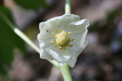 Mayapple bloom (Podophyllum peltatum) Growing in a sunny hillside in a dense mixed forest clearing. This was the only Mayapple bloom I found last year! From what I hear, it was a bad year for finding them! Geotagged,Mayapple,Podophyllum peltatum,Spring,United States