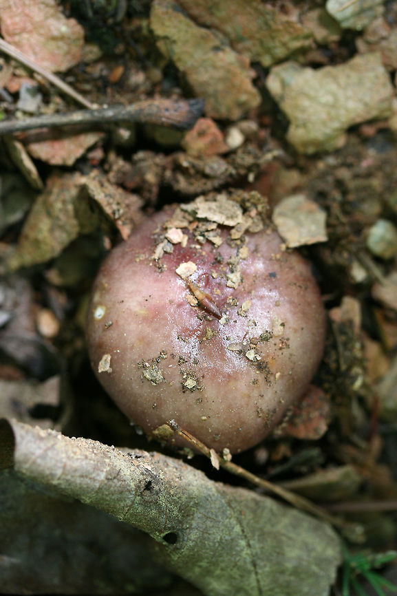 Violet-colored Russula Violet colored Russula found in leaf litter below mostly oaks in a dense mixed forest. Geotagged,Spring,United States