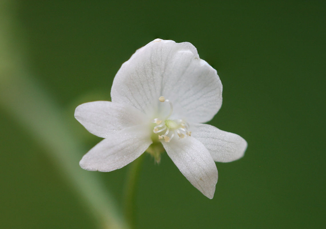 White-Flowered Tick Trefoil (Desmodium pauciflorum) Growing on a roadside surrounded by a dense mixed hardwood/coniferous forest. A seasonal stream is nearby. Desmodium pauciflorum,Geotagged,Summer,United States,White-Flowered Tick Trefoil