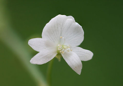 White-Flowered Tick Trefoil (Desmodium pauciflorum) Growing on a roadside surrounded by a dense mixed hardwood/coniferous forest. A seasonal stream is nearby. Desmodium pauciflorum,Geotagged,Summer,United States,White-Flowered Tick Trefoil