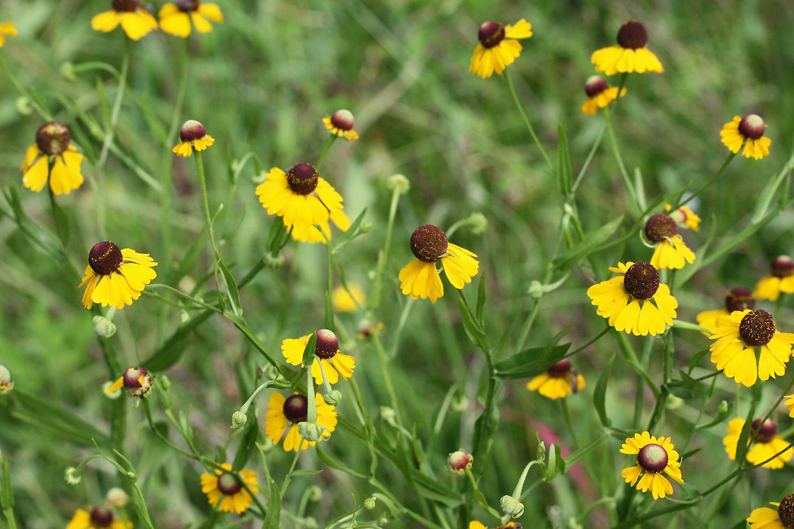 Southern Sneezeweed (Helenium flexuosum) NATIVE. Growing in an overgrown meadow/backyard in NW Georgia (Gordon County), US. Geotagged,Helenium flexuosum,Southern Sneezeweed,Summer,United States