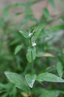 Indian Tobacco (Lobelia inflata) Growing along roadsides near a dense mixed hardwood/coniferous forest in NW Georgia. Geotagged,Indian tobacco,Lobelia inflata,Summer,United States