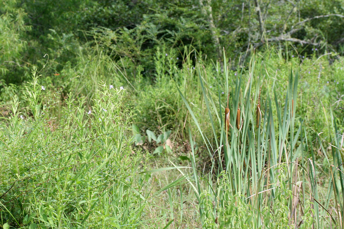 Broadleaf Cattail (Typha latifolia) and Allegheny Monkeyflower (Mimulus ringens) Growing in a wetland habitat. Allegheny monkeyflower,Broadleaf cattail,Geotagged,Mimulus,Mimulus ringens,Summer,Typha,Typha latifolia,United States,cattail,monkeyflower,wetland,wetlands
