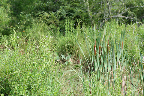 Broadleaf Cattail (Typha latifolia) and Allegheny Monkeyflower (Mimulus ringens) Growing in a wetland habitat. Allegheny monkeyflower,Broadleaf cattail,Geotagged,Mimulus,Mimulus ringens,Summer,Typha,Typha latifolia,United States,cattail,monkeyflower,wetland,wetlands