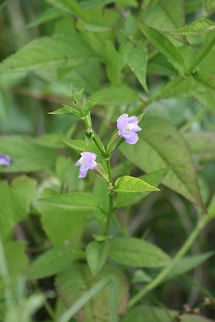 Allegheny Monkeyflower (Mimulus ringens) Growing in a wetland habitat. Allegheny Monkeyflower,Geotagged,Mimulus,Mimulus ringens,Summer,United States,flower,flowers,monkeyflower,purple,wetland,wetlands