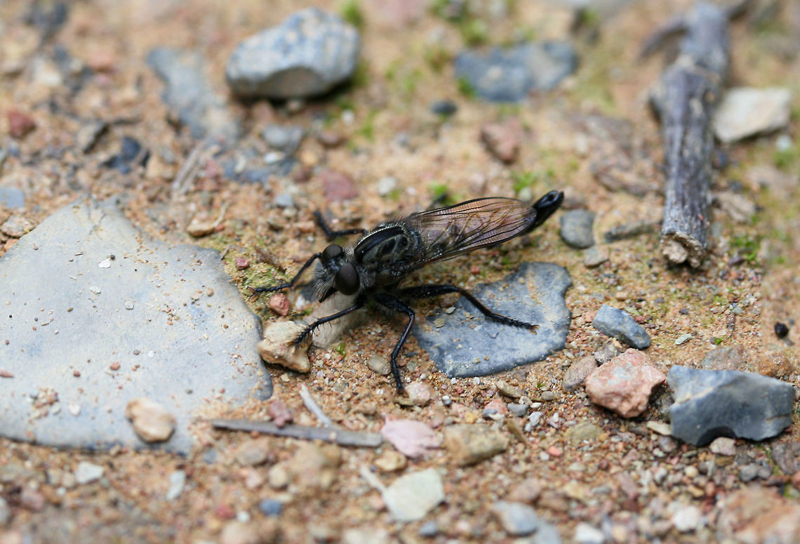 Efferia sp.? (Robberfly - Asilidae) Haven&#039;t gotten around to IDing this one, so feel free to pitch in!<br />
Resting on a dirt path near a dense mixed forest. Geotagged,Summer,United States