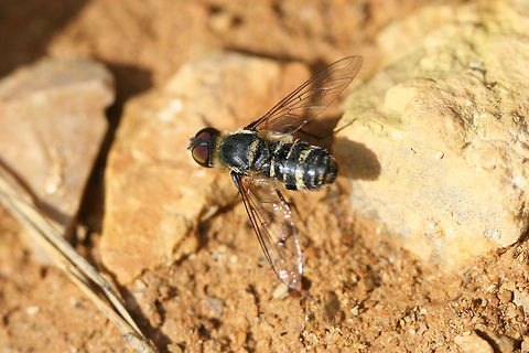 Villa sp.? Banded Bee Fly Resting on a dirt path near a dense mixed forest. Geotagged,Summer,United States