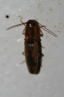 Tobacco wireworm (Conoderus vespertinus) On the back porch of a residence (surrounded by an overgrown backyard habitat). Conoderus vespertinus,Geotagged,Summer,Tobacco wireworm,United States
