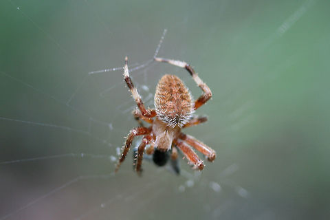 Hentz's Orb-weaver (Neoscona crucifera) In an overgrown backyard habitat. Geotagged,Hentz&rsquo;s orbweaver,Neoscona crucifera,Summer,United States