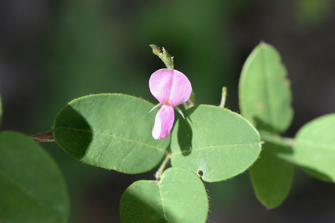 Downy Milkpea (Galactia regularis) Growing at a forest edge.<br />
 Downy Milkpea,Galactia regularis,Geotagged,Summer,United States