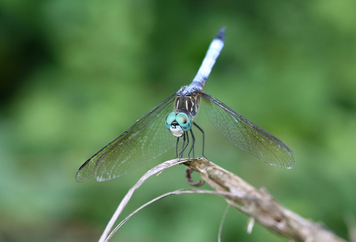 Blue Dasher (Pachydiplax longipennis) At the edge of a wetland habitat.<br />
<br />
Wish I would have gotten a clearer shot! Augh! Blue dasher,Geotagged,Pachydiplax,Pachydiplax longipennis,Summer,United States,blue dasher,dragonfly,wetland,wetlands