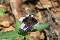 Northern Cloudywing (Thorybes pylades)? Nectaring on Ruellia caroliniensis at a forest edge.<br />
<br />
Not 100 percent on this ID, so feel free to correct me!<br />
https://www.jungledragon.com/image/73881/northern_cloudywing_thorybes_pylades.html Geotagged,Northern cloudywing,Summer,Thorybes pylades,United States