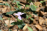 Northern Cloudywing (Thorybes pylades)? Nectaring on Ruellia caroliniensis at a forest edge.<br />
<br />
Not 100 percent on this ID, so feel free to correct me!<br />
https://www.jungledragon.com/image/73880/northern_cloudywing_thorybes_pylades.html Geotagged,Northern cloudywing,Summer,Thorybes pylades,United States