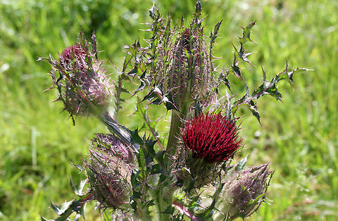 Horrid Thistle (Cirsium horridulum) NATIVE. This is definitely one of my favorite native flowers, and I don't think it gets nearly enough attention. Its defensive spikes can be quite painful if touched, but this plant is a pollinator favorite! Not only is it a host plant to The Painted Lady (Vanessa cardui) and The Little Metalmark (Calephelis virginiensis), but it attracts many other pollinators!
Growing in my overgrown backyard habitat/field.
https://www.jungledragon.com/image/73884/horrid_thistle_cirsium_horridulum.html
https://www.jungledragon.com/image/73883/horrid_thistle_cirsium_horridulum.html Cirsium horridulum,Geotagged,Spring,United States,horridulum