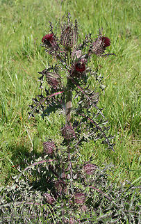 Horrid Thistle (Cirsium horridulum) NATIVE. This is definitely one of my favorite native flowers, and I don't think it gets nearly enough attention. Its defensive spikes can be quite painful if touched, but this plant is a pollinator favorite! Not only is it a host plant to The Painted Lady (Vanessa cardui) and The Little Metalmark (Calephelis virginiensis), but it attracts many other pollinators!

Growing in my overgrown backyard habitat/field.
https://www.jungledragon.com/image/73884/horrid_thistle_cirsium_horridulum.html
https://www.jungledragon.com/image/73882/horrid_thistle_cirsium_horridulum.html Cirsium horridulum,Geotagged,Spring,United States,horridulum