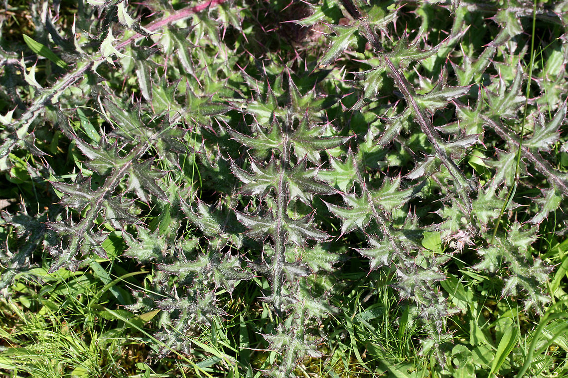 Horrid Thistle (Cirsium horridulum) NATIVE. This is definitely one of my favorite native flowers, and I don&#039;t think it gets nearly enough attention. Its defensive spikes can be quite painful if touched, but this plant is a pollinator favorite! Not only is it a host plant to The Painted Lady (Vanessa cardui) and The Little Metalmark (Calephelis virginiensis), but it attracts many other pollinators!<br />
<figure class="photo"><a href="https://www.jungledragon.com/image/73882/horrid_thistle_cirsium_horridulum.html" title="Horrid Thistle (Cirsium horridulum)"><img src="https://s3.amazonaws.com/media.jungledragon.com/images/3231/73882_thumb.jpg?AWSAccessKeyId=05GMT0V3GWVNE7GGM1R2&Expires=1759968010&Signature=RrlGD9UGk0jOqPSaCMRWrQAMHi8%3D" width="200" height="132" alt="Horrid Thistle (Cirsium horridulum) NATIVE. This is definitely one of my favorite native flowers, and I don&#039;t think it gets nearly enough attention. Its defensive spikes can be quite painful if touched, but this plant is a pollinator favorite! Not only is it a host plant to The Painted Lady (Vanessa cardui) and The Little Metalmark (Calephelis virginiensis), but it attracts many other pollinators!<br />
Growing in my overgrown backyard habitat/field.<br />
https://www.jungledragon.com/image/73884/horrid_thistle_cirsium_horridulum.html<br />
https://www.jungledragon.com/image/73883/horrid_thistle_cirsium_horridulum.html Cirsium horridulum,Geotagged,Spring,United States,horridulum" /></a></figure><br />
<figure class="photo"><a href="https://www.jungledragon.com/image/73883/horrid_thistle_cirsium_horridulum.html" title="Horrid Thistle (Cirsium horridulum)"><img src="https://s3.amazonaws.com/media.jungledragon.com/images/3231/73883_thumb.JPG?AWSAccessKeyId=05GMT0V3GWVNE7GGM1R2&Expires=1759968010&Signature=4Yfai%2BBk73ikwzz1J8nLKeVvZyo%3D" width="96" height="152" alt="Horrid Thistle (Cirsium horridulum) NATIVE. This is definitely one of my favorite native flowers, and I don&#039;t think it gets nearly enough attention. Its defensive spikes can be quite painful if touched, but this plant is a pollinator favorite! Not only is it a host plant to The Painted Lady (Vanessa cardui) and The Little Metalmark (Calephelis virginiensis), but it attracts many other pollinators!<br />
<br />
Growing in my overgrown backyard habitat/field.<br />
https://www.jungledragon.com/image/73884/horrid_thistle_cirsium_horridulum.html<br />
https://www.jungledragon.com/image/73882/horrid_thistle_cirsium_horridulum.html Cirsium horridulum,Geotagged,Spring,United States,horridulum" /></a></figure> Cirsium horridulum,Geotagged,Spring,United States,horridulum