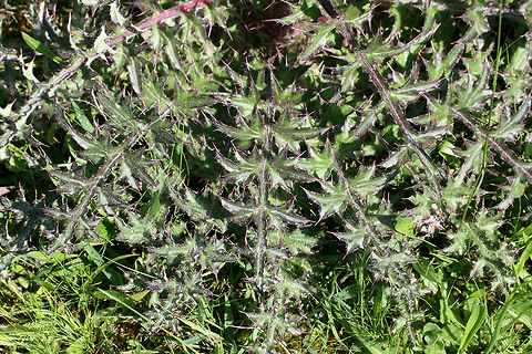 Horrid Thistle (Cirsium horridulum) NATIVE. This is definitely one of my favorite native flowers, and I don't think it gets nearly enough attention. Its defensive spikes can be quite painful if touched, but this plant is a pollinator favorite! Not only is it a host plant to The Painted Lady (Vanessa cardui) and The Little Metalmark (Calephelis virginiensis), but it attracts many other pollinators!
https://www.jungledragon.com/image/73882/horrid_thistle_cirsium_horridulum.html
https://www.jungledragon.com/image/73883/horrid_thistle_cirsium_horridulum.html Cirsium horridulum,Geotagged,Spring,United States,horridulum