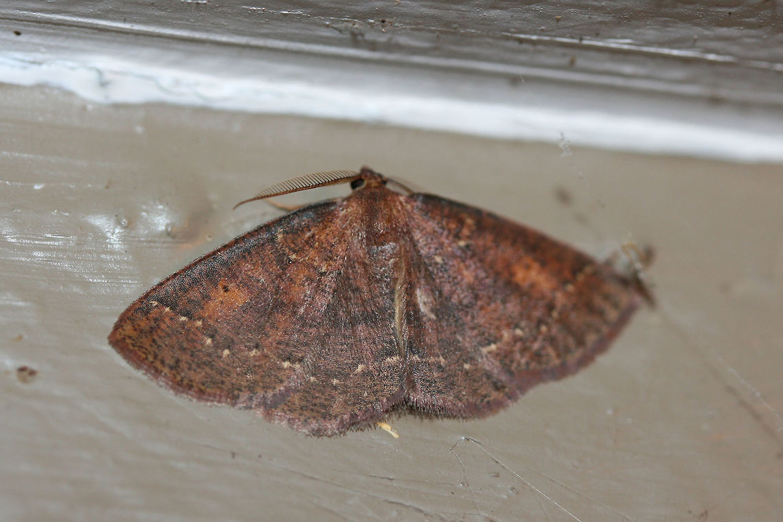 Black-dotted Ruddy Moth (Ilexia intractata) ID tentative. At porch lights near an overgrown backyard habitat.<br />
<br />
The unusually mild weather from late January to the present has tricked many species (of animal and plant) intto coming out early! Black-dotted Ruddy Moth,Geotagged,Ilexia intractata,United States,Winter