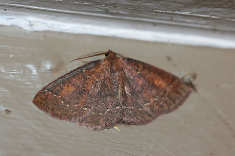 Black-dotted Ruddy Moth (Ilexia intractata) ID tentative. At porch lights near an overgrown backyard habitat.

The unusually mild weather from late January to the present has tricked many species (of animal and plant) intto coming out early! Black-dotted Ruddy Moth,Geotagged,Ilexia intractata,United States,Winter
