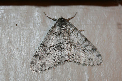 Toothed Phigalia Moth (Phigalia denticulata) At porch lights near an overgrown backyard habitat. Wooded area nearby.
https://www.jungledragon.com/image/73890/toothed_phigalia_moth_phigalia_denticulata.html
https://www.jungledragon.com/image/73889/toothed_phigalia_moth_phigalia_denticulata.html Geotagged,Phigalia denticulata,Toothed Phigalia Moth,United States,Winter