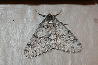 Toothed Phigalia Moth (Phigalia denticulata) At porch lights near an overgrown backyard habitat. Wooded area nearby.<br />
https://www.jungledragon.com/image/73890/toothed_phigalia_moth_phigalia_denticulata.html<br />
https://www.jungledragon.com/image/73889/toothed_phigalia_moth_phigalia_denticulata.html Geotagged,Phigalia denticulata,Toothed Phigalia Moth,United States,Winter