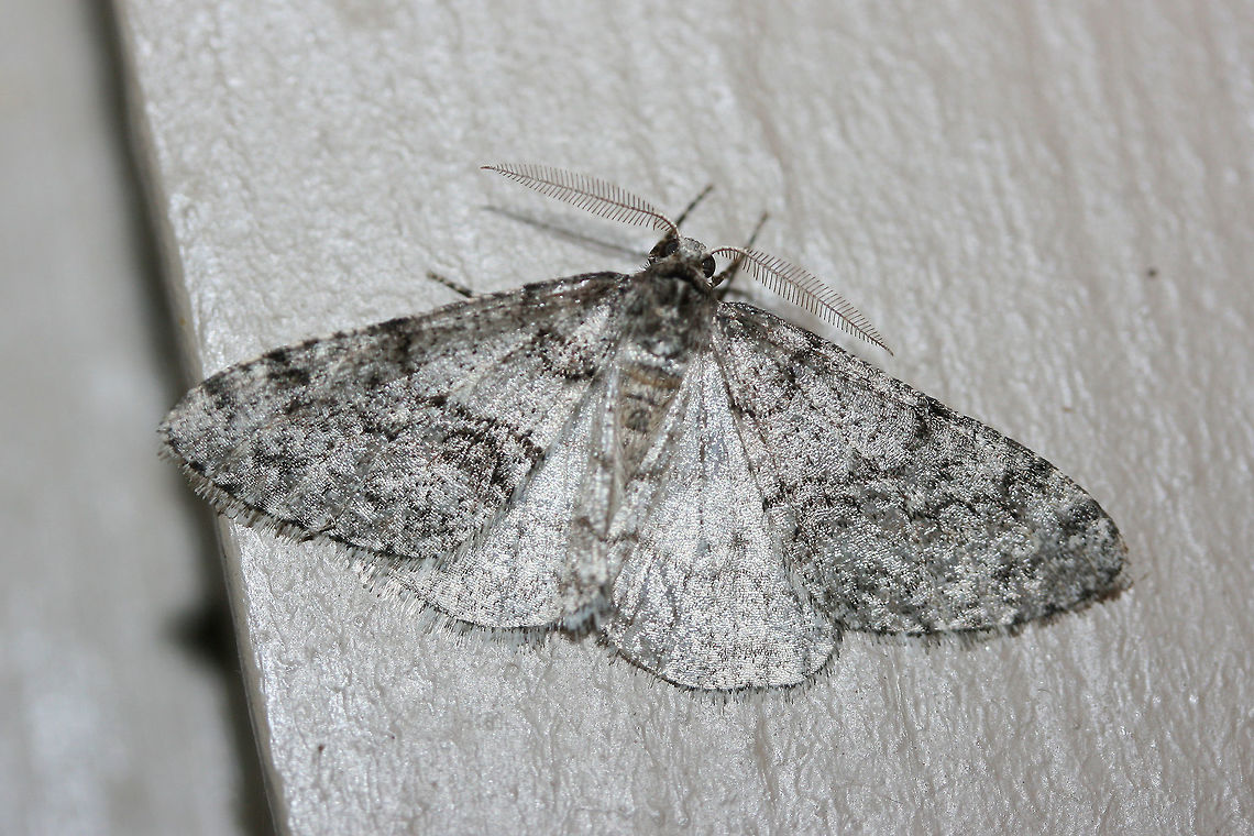 Toothed Phigalia Moth (Phigalia denticulata) At porch lights near an overgrown backyard habitat. Wooded area nearby.<br />
<figure class="photo"><a href="https://www.jungledragon.com/image/73890/toothed_phigalia_moth_phigalia_denticulata.html" title="Toothed Phigalia Moth (Phigalia denticulata)"><img src="https://s3.amazonaws.com/media.jungledragon.com/images/3231/73890_thumb.jpg?AWSAccessKeyId=05GMT0V3GWVNE7GGM1R2&Expires=1769040010&Signature=rehez3xSOeijRnfETbXpiNnqfi0%3D" width="200" height="134" alt="Toothed Phigalia Moth (Phigalia denticulata) At porch lights near an overgrown backyard habitat. Wooded area nearby.<br />
https://www.jungledragon.com/image/73888/toothed_phigalia_moth_phigalia_denticulata.html<br />
https://www.jungledragon.com/image/73889/toothed_phigalia_moth_phigalia_denticulata.html Geotagged,Phigalia denticulata,Toothed Phigalia Moth,United States,Winter" /></a></figure><br />
<figure class="photo"><a href="https://www.jungledragon.com/image/73888/toothed_phigalia_moth_phigalia_denticulata.html" title="Toothed Phigalia Moth (Phigalia denticulata)"><img src="https://s3.amazonaws.com/media.jungledragon.com/images/3231/73888_thumb.jpg?AWSAccessKeyId=05GMT0V3GWVNE7GGM1R2&Expires=1769040010&Signature=XZDFMzOQPUH7%2F5jSggJQDMblL6c%3D" width="200" height="134" alt="Toothed Phigalia Moth (Phigalia denticulata) At porch lights near an overgrown backyard habitat. Wooded area nearby.<br />
https://www.jungledragon.com/image/73890/toothed_phigalia_moth_phigalia_denticulata.html<br />
https://www.jungledragon.com/image/73889/toothed_phigalia_moth_phigalia_denticulata.html Geotagged,Phigalia denticulata,Toothed Phigalia Moth,United States,Winter" /></a></figure> Geotagged,Phigalia denticulata,Toothed Phigalia Moth,United States,Winter