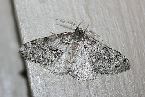 Toothed Phigalia Moth (Phigalia denticulata) At porch lights near an overgrown backyard habitat. Wooded area nearby.
https://www.jungledragon.com/image/73890/toothed_phigalia_moth_phigalia_denticulata.html
https://www.jungledragon.com/image/73888/toothed_phigalia_moth_phigalia_denticulata.html Geotagged,Phigalia denticulata,Toothed Phigalia Moth,United States,Winter