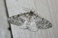 Toothed Phigalia Moth (Phigalia denticulata) At porch lights near an overgrown backyard habitat. Wooded area nearby.<br />
https://www.jungledragon.com/image/73890/toothed_phigalia_moth_phigalia_denticulata.html<br />
https://www.jungledragon.com/image/73888/toothed_phigalia_moth_phigalia_denticulata.html Geotagged,Phigalia denticulata,Toothed Phigalia Moth,United States,Winter