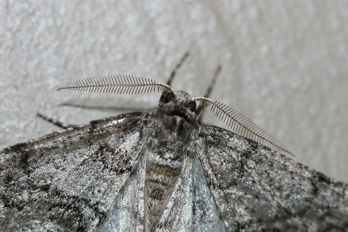 Toothed Phigalia Moth (Phigalia denticulata) At porch lights near an overgrown backyard habitat. Wooded area nearby.<br />
<figure class="photo"><a href="https://www.jungledragon.com/image/73888/toothed_phigalia_moth_phigalia_denticulata.html" title="Toothed Phigalia Moth (Phigalia denticulata)"><img src="https://s3.amazonaws.com/media.jungledragon.com/images/3231/73888_thumb.jpg?AWSAccessKeyId=05GMT0V3GWVNE7GGM1R2&Expires=1759968010&Signature=QTTbJWBY6nMNmnqUP05VnT0NWHc%3D" width="200" height="134" alt="Toothed Phigalia Moth (Phigalia denticulata) At porch lights near an overgrown backyard habitat. Wooded area nearby.<br />
https://www.jungledragon.com/image/73890/toothed_phigalia_moth_phigalia_denticulata.html<br />
https://www.jungledragon.com/image/73889/toothed_phigalia_moth_phigalia_denticulata.html Geotagged,Phigalia denticulata,Toothed Phigalia Moth,United States,Winter" /></a></figure><br />
<figure class="photo"><a href="https://www.jungledragon.com/image/73889/toothed_phigalia_moth_phigalia_denticulata.html" title="Toothed Phigalia Moth (Phigalia denticulata)"><img src="https://s3.amazonaws.com/media.jungledragon.com/images/3231/73889_thumb.jpg?AWSAccessKeyId=05GMT0V3GWVNE7GGM1R2&Expires=1759968010&Signature=krIt6LJtxVi797KJi7E4RDPFF5s%3D" width="200" height="134" alt="Toothed Phigalia Moth (Phigalia denticulata) At porch lights near an overgrown backyard habitat. Wooded area nearby.<br />
https://www.jungledragon.com/image/73890/toothed_phigalia_moth_phigalia_denticulata.html<br />
https://www.jungledragon.com/image/73888/toothed_phigalia_moth_phigalia_denticulata.html Geotagged,Phigalia denticulata,Toothed Phigalia Moth,United States,Winter" /></a></figure> Geotagged,Phigalia denticulata,Toothed Phigalia Moth,United States,Winter