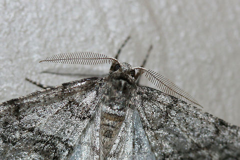 Toothed Phigalia Moth (Phigalia denticulata) At porch lights near an overgrown backyard habitat. Wooded area nearby.
https://www.jungledragon.com/image/73888/toothed_phigalia_moth_phigalia_denticulata.html
https://www.jungledragon.com/image/73889/toothed_phigalia_moth_phigalia_denticulata.html Geotagged,Phigalia denticulata,Toothed Phigalia Moth,United States,Winter