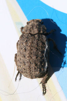 Omorgus monachus Found on a back porch of a residential area. 

https://www.jungledragon.com/image/73893/forked_fungus_beetle_bolitotherus_cornutus_.html Geotagged,Omorgus monachus,Summer,Trox,United States,beetle,coleoptera