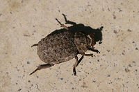 Hide Beetle (Trox sp.) <br />
Found on a back porch of a residential area. <br />
https://www.jungledragon.com/image/73892/forked_fungus_beetle_bolitotherus_cornutus_.html Bolitotherus cornutus,Forked fungus beetle,Geotagged,Omorgus monachus,Summer,United States