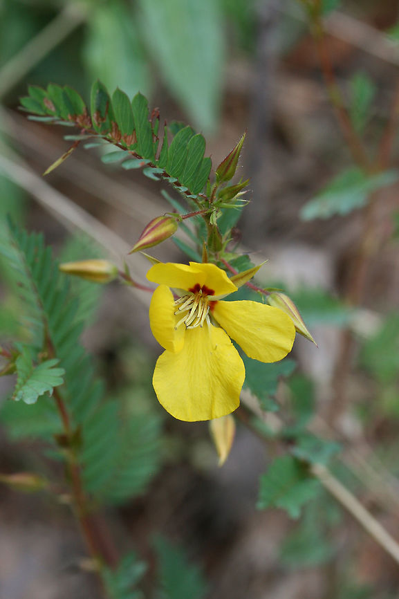 Partridge Pea (Chamaechrista fasciculata) This is a common (and abundant) plant at the forest edge on our land.  Chamaecrista fasciculata,Geotagged,Partridge pea,Summer,United States
