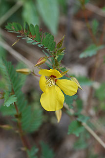 Partridge pea