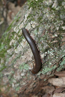 American Giant Millipede (Narceus americanus-annularis-complex) Crawling on wood in a dense mixed forest. Going to leave the ID at N. americanus unless an expert says otherwise! American giant millipede,Geotagged,Narceus americanus,Summer,United States